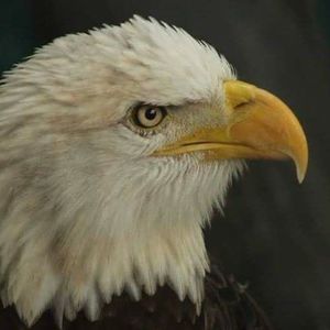 Meet your Posher, Corliss